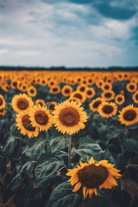 فاتين آدم On Twitter Rt Sunflowerchives Sunflower 🌻