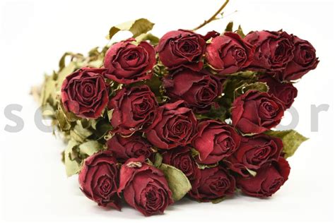 Rose Séchée Bouquet 20 Tiges Rouge Foncé
