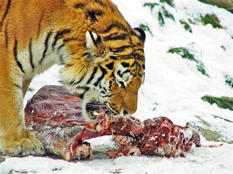 Young elephants and rhino calves may also be. Tiger eating in the snow | One of the tigers of the zoo of ...