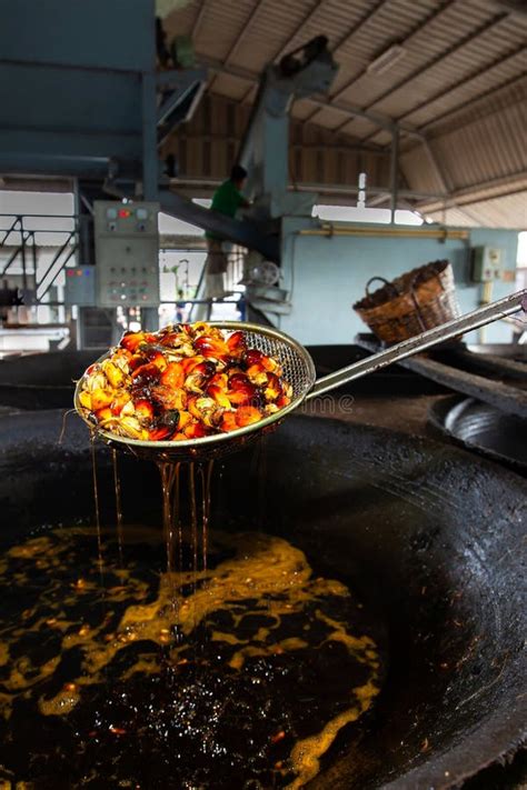 Boiling Oil Palm Fruits For Palm Oil Production Stock Image Image Of