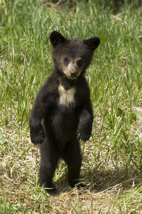 Bear Cub Found Dead In Central Park Police Suspect Death Was Unnatural New York Daily News