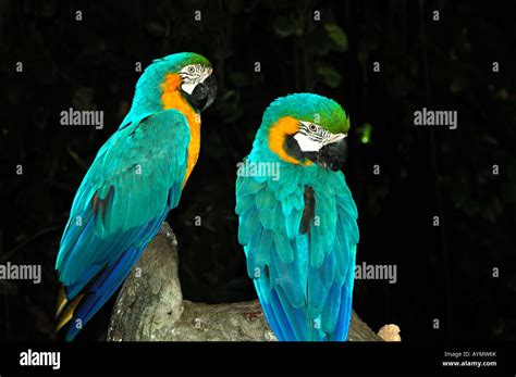 Blue And Yellow Macaws Stock Photo Alamy