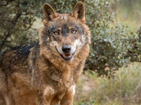 Iberian Wolf Portrait Featuring Wolf Wildlife And Iberian Animal