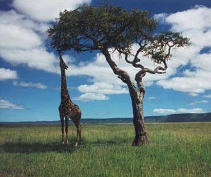 Giraffe Eating From Acacia Tree Masai Mara Kenya Acacia Tree Masai