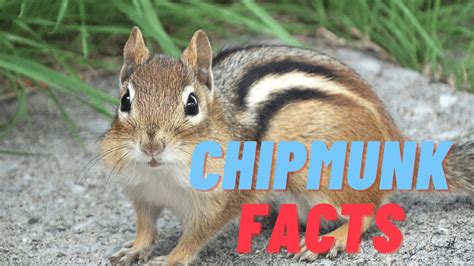 11 New Chipmunk Facts You Didnt Know Must Check 5 Youtube