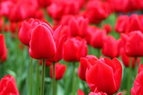 Red Tulip Background Free Stock Photo Public Domain Pictures