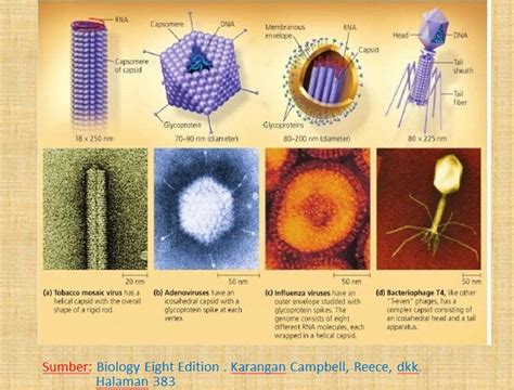 Gambar Struktur Tubuh Macam Bentuk Virus Gambar Ebiologi Huruf Di