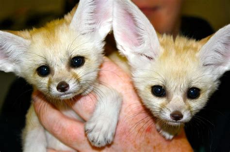 Sweet Fennec Fox Babies Available For Sale Adoption From Toronto