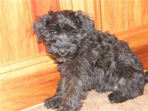 For Sale Schnoodle Puppies