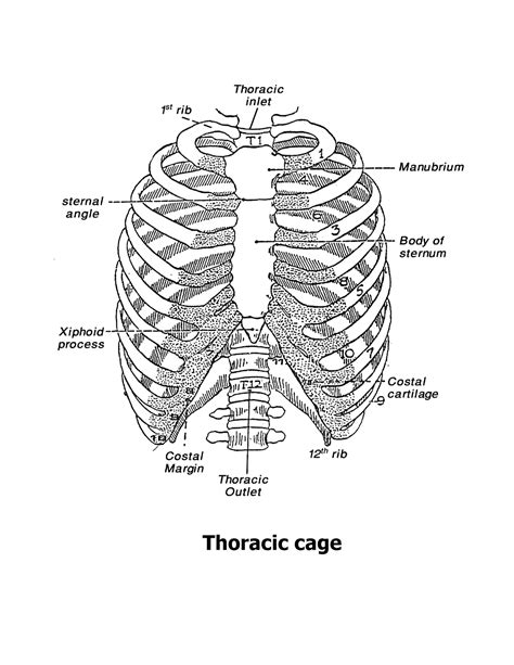 Anatomy Intercostal Spaces Thoracic Cage The Intercostal Spaces The