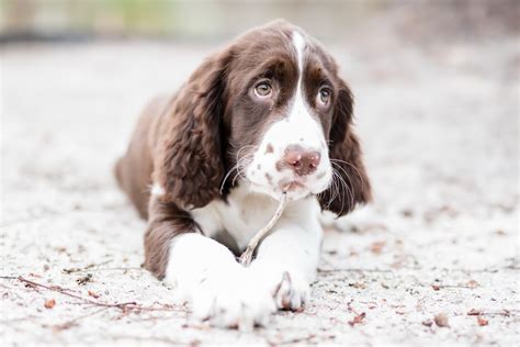 2560x1707 px animals dog Springer Spaniel High Quality Wallpapers,High ...