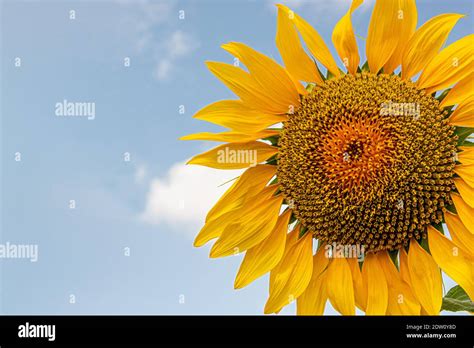 Open Sunflowers Facing The Sun Stock Photo Alamy