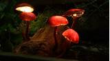 Mushroom Solar Lights
