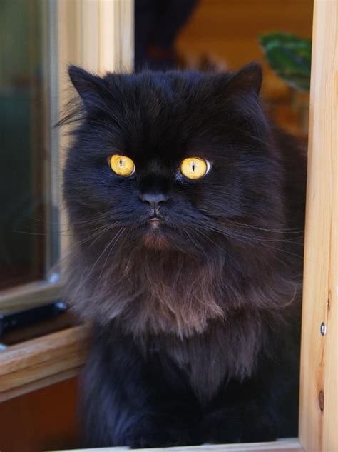 Recognized by the cat fancy since the late 19th century, it was developed first by the english. 186 best images about 49. Persian Cats on Pinterest ...