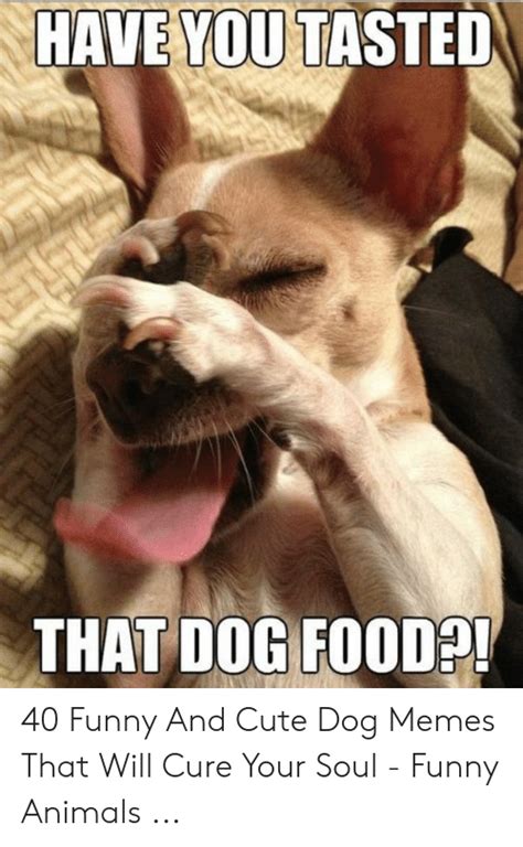 Check spelling or type a new query. HAVE YOU TASTED THAT DOG FOOD 40 Funny and Cute Dog Memes ...