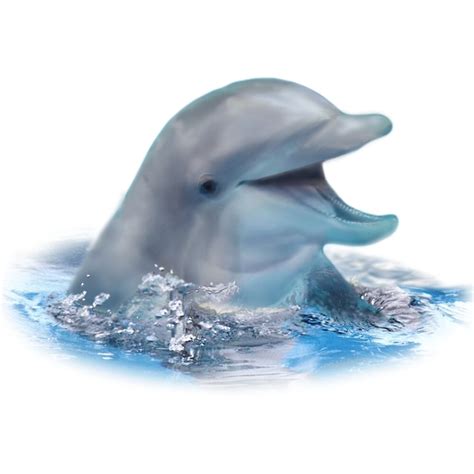 Happy Dolphin By Dolphinpod Redbubble