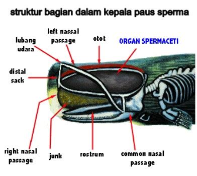 Seekor paus sperma ditemukan mati terdampar di pulau kapota di taman nasional wakatobi, sulawesi. Hewan paling Aneh dan Unik di Dunia