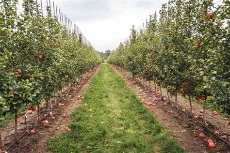 Backyard Orchard Culture Vs Commercial Orchards Orchard Culture
