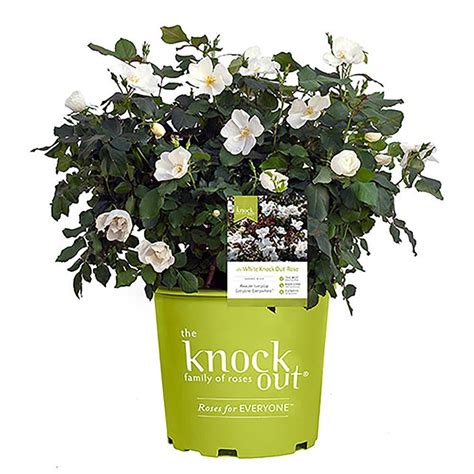 Knock Out 2 Gal White Knock Out Rose Bush With White Flowers 13215