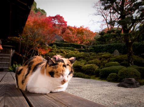 Japanese Cat Wallpapers Top Free Japanese Cat