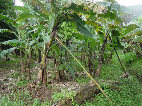 Grenada Rainforest Banana Trees Banana Trees In Rain For Flickr
