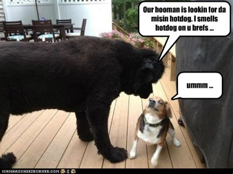 I Has A Hotdog Newfoundland Funny Dog Pictures Dog Memes Puppy