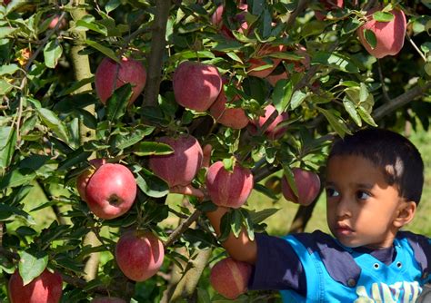 Saif Arash Photography Apple Trees Kashmir