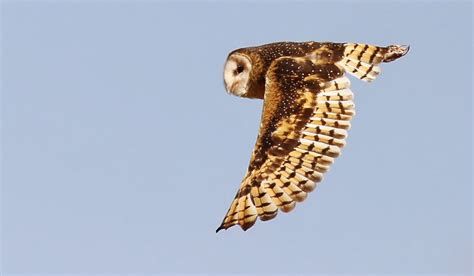 Tyto Tony Eastern Grass Owl Takes To The Blue Skies