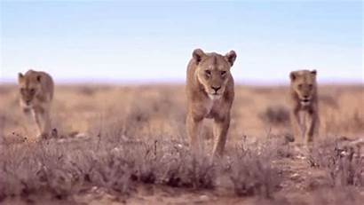 Lion Animated Animals Animal Gifs Lions African