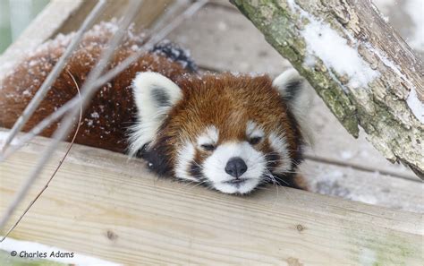 Photograph Red Panda Baby Its Cold Outside By Charles Adams On 500px