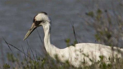 Louisianas Whooping Cranes Making Comeback With Best Hatching Season