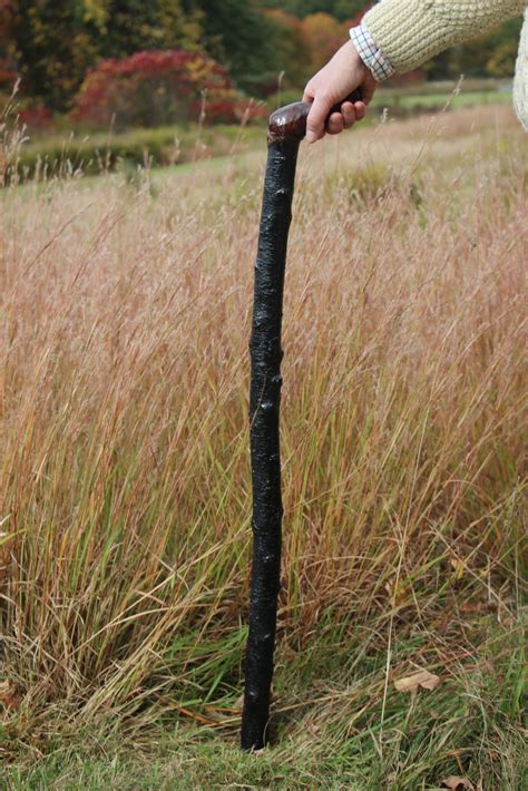 Salt Water New England The Irish Blackthorn Walking Stick