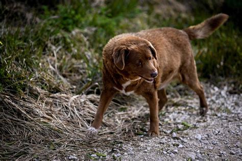 Worlds Oldest Dog Celebrates 31st Birthday According To Guinness