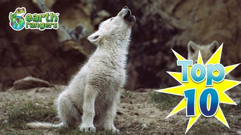 Top 10 Cutest Wolf Pups Youtube