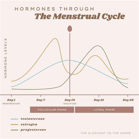 Phases Of The Menstrual Cycle The Elephant In The Womb Menstrual