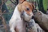 Pictures of Rodent Hunting Dogs
