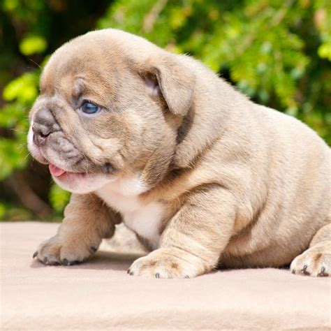 How big is an english bulldog puppy? English bulldog puppy. | Baby animals, Bulldog puppies ...
