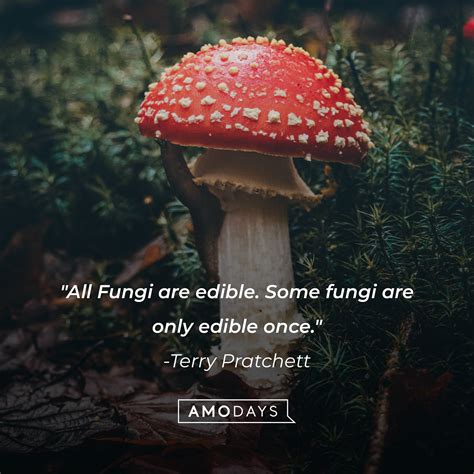 35 Mushroom Quotes Enter The Hidden Universe Of Magical Fungi