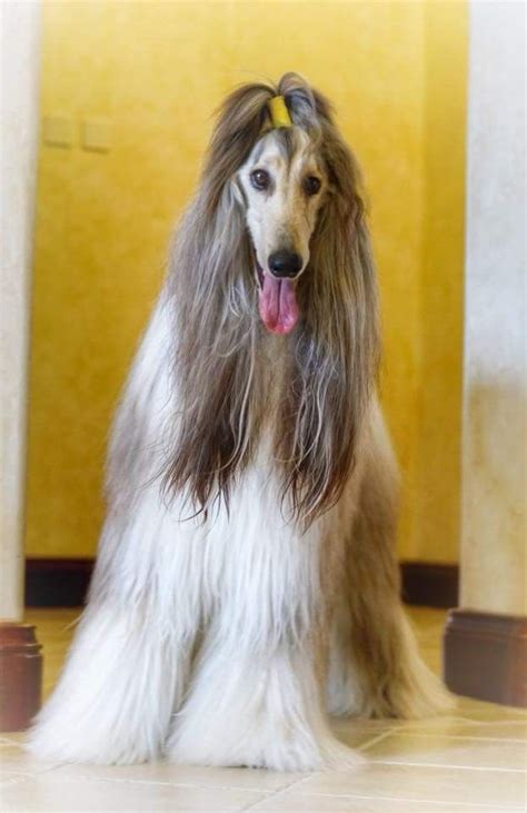 Afghan Hound Dog Breed History And Some Interesting Facts