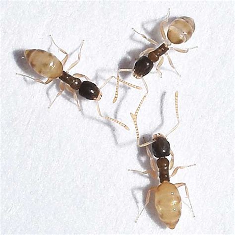 Ghost Ant Identification Habits And Behavior Florida Pest Control