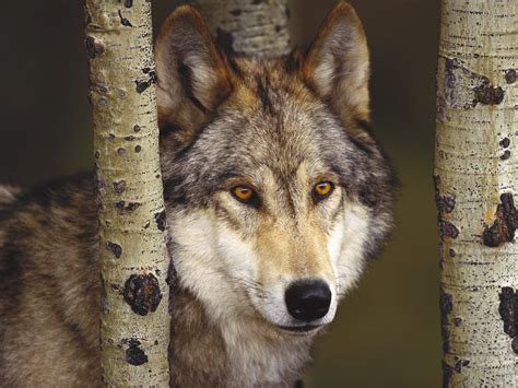 Pin By Ajscha Natalia Sonne On Wildlife And Nature Beautiful Wolves