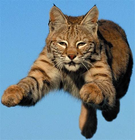 The bobcat is the most commonly known wildcat in north america. Bobcat - North American Wildcat | Pets, Facts and Your life