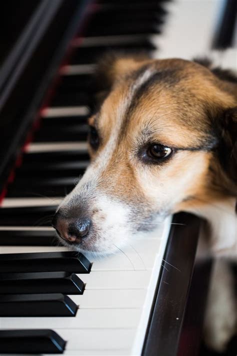 Dog On The Piano Stock Image Image Of Beagle Classical 88703123