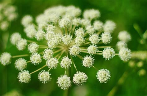 Angelica The Plant Of Angels Infolibrary Cuisine Langélique