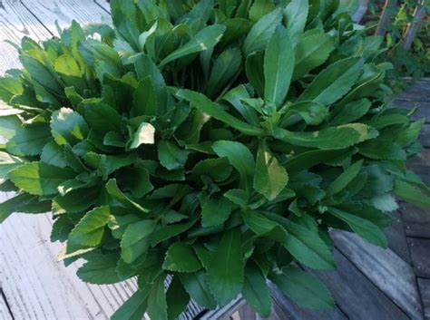 Requieren un suelo bien drenante y se han naturalizado en. Pruning And Propagating Montauk Daisies Using Cuttings ...