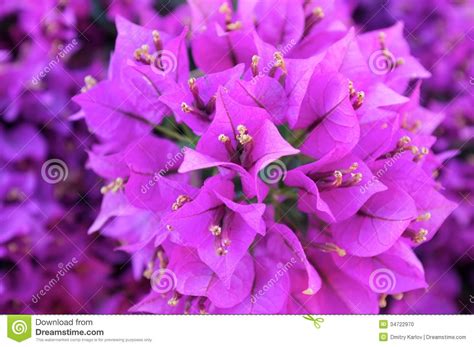 Beautiful Purple Flowers Closeup Stock Photo Image 34722970