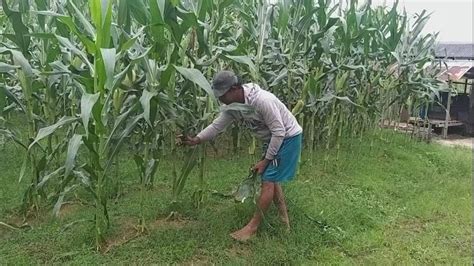 Pemerintah Batasi Kegiatan Perayaan Tahun Baru Petani Dan Pedagang