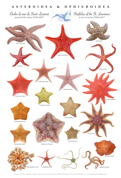 St Lawrence Sea Star Poster Sea Creatures Art