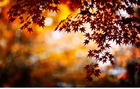 34 Autumn Wallpapers ·① Download Free Stunning Wallpapers For Desktop Mobile Laptop In Any