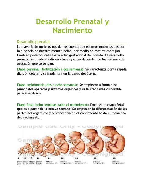Desarrollo Prenatal Y Nacimiento Blogg By Milly Issuu